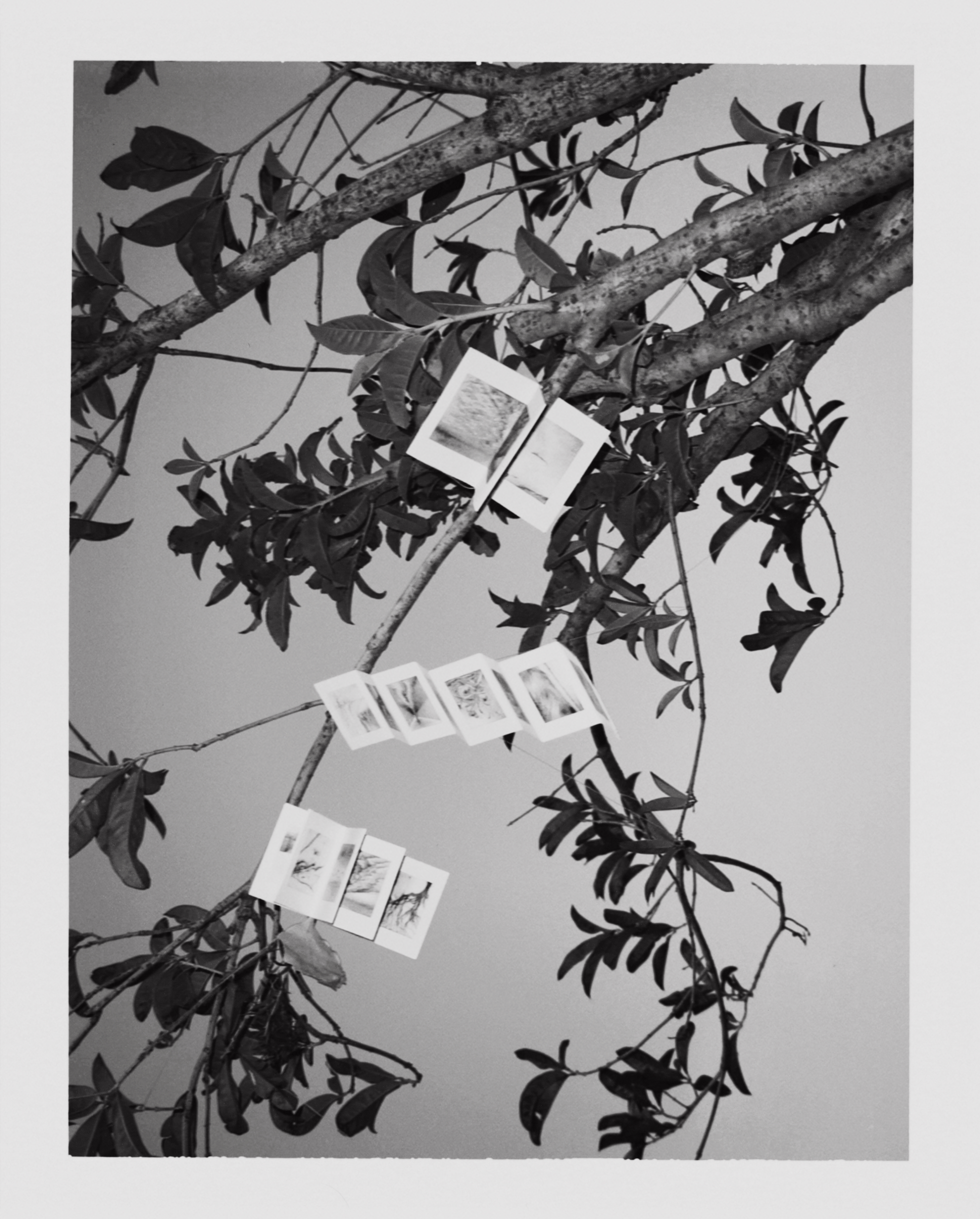 The accordion zine suspended high among the branches, photographed against a pale evening sky.