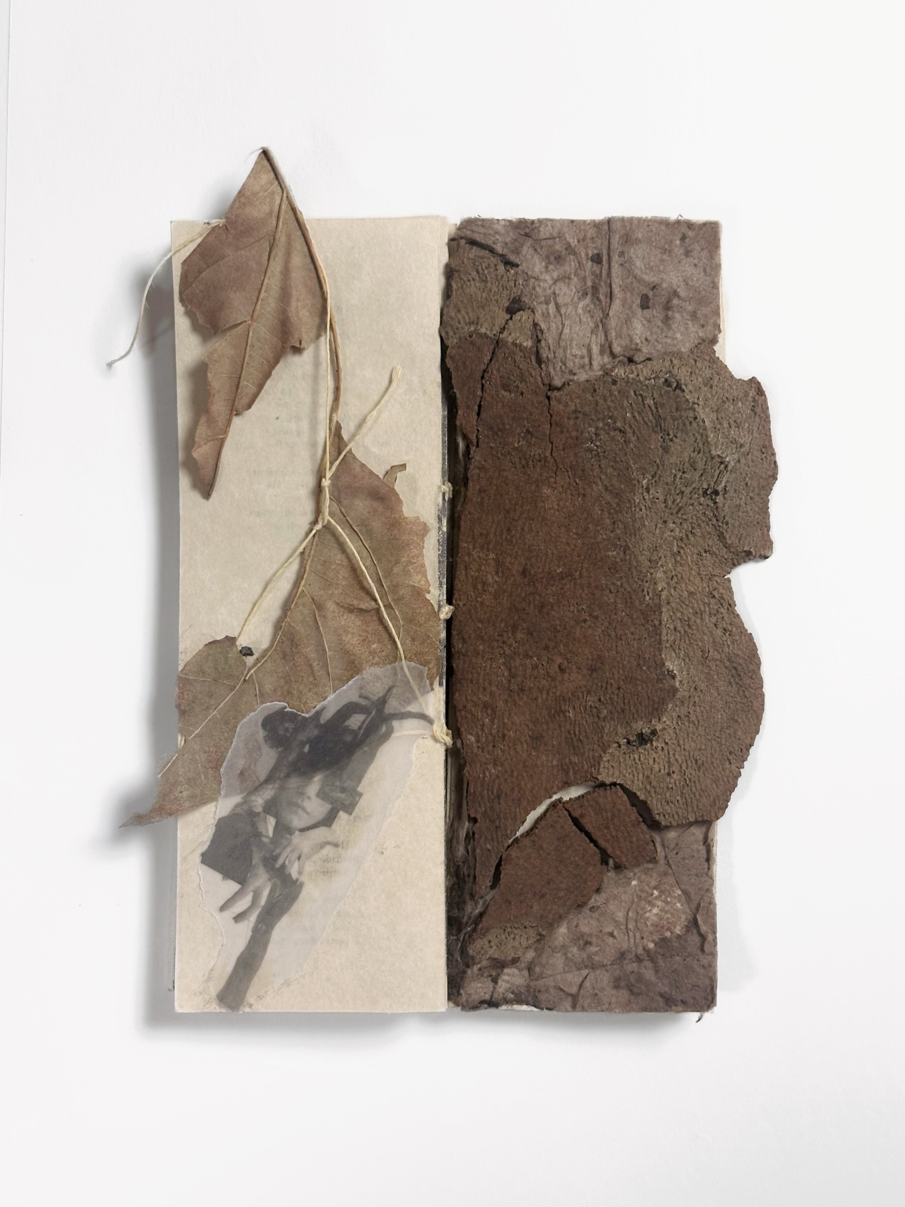 Cover spread — bark and leaves