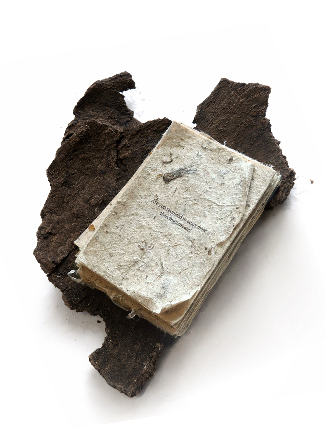 100 Questions for a Tree — closed accordion zine, embraced by an oak-bark cover.