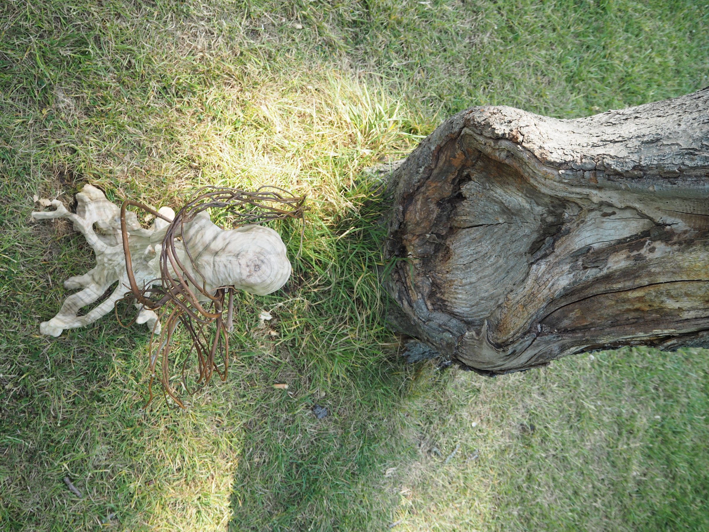 severed stump